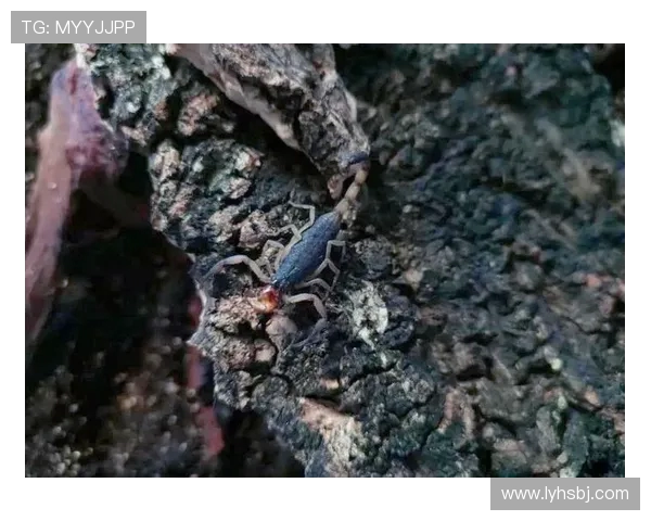 哥斯达黎加双色木蝎的独特魅力与生态价值探讨